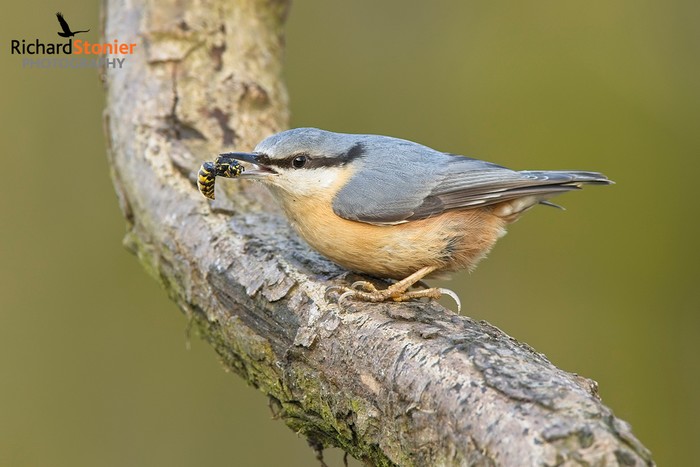 Nuthatch