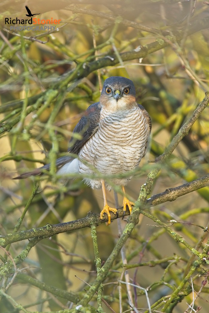 Sparrowhawk