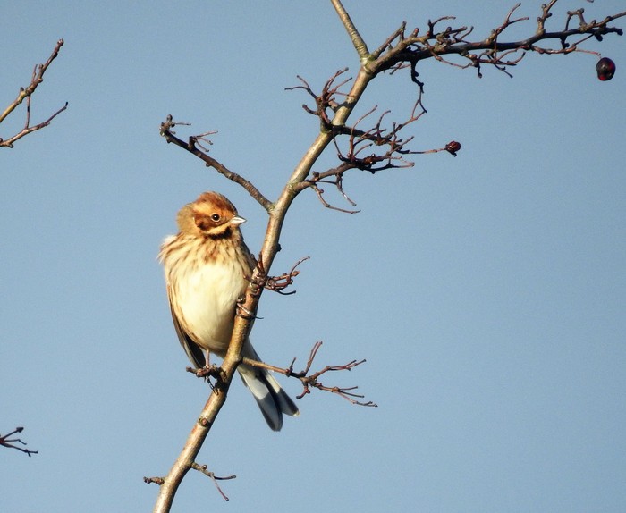 Reed Bunting