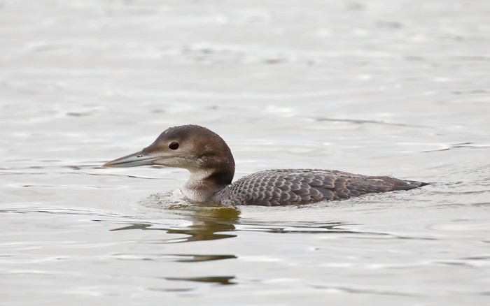 Great Northern Diver