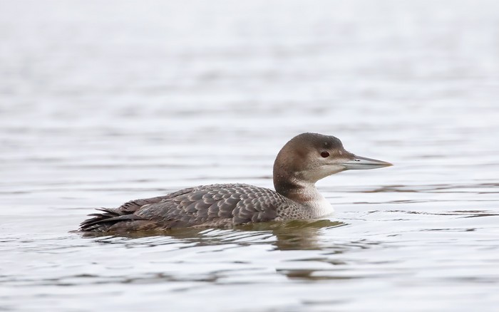 Great Northern Diver
