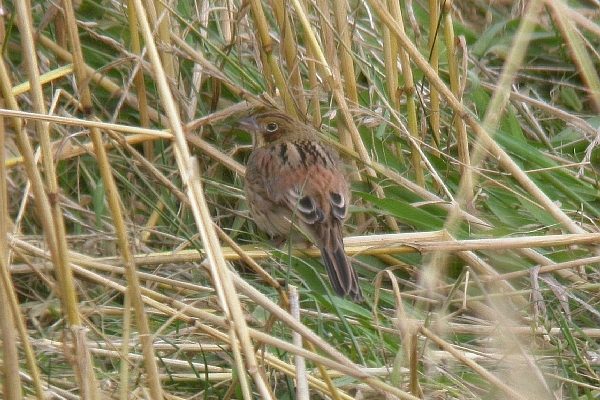 Chestnut-eared Bunting