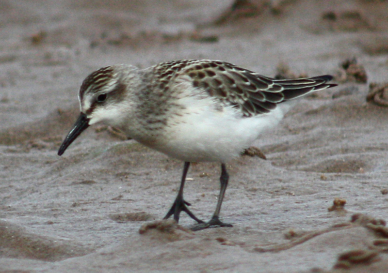Semipalmated Sandpiper