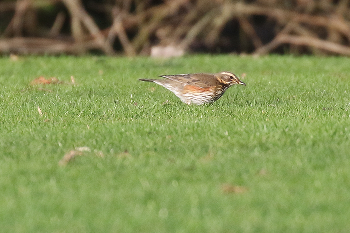 Redwing