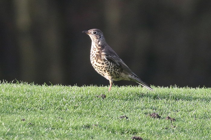 Mistle Thrush