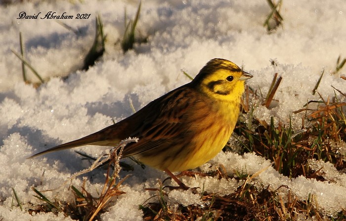 Yellowhammer 