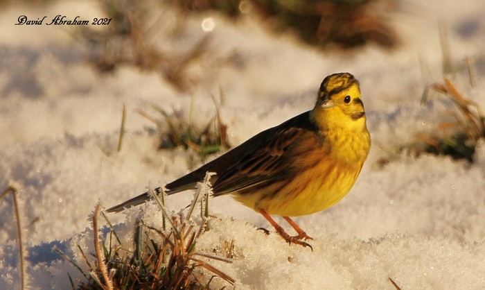 Yellowhammer 