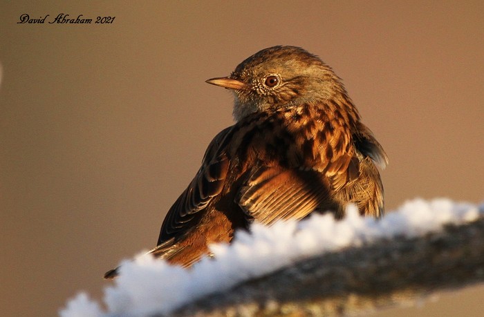 Dunnock 
