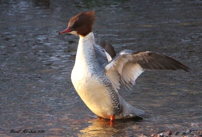 Goosander