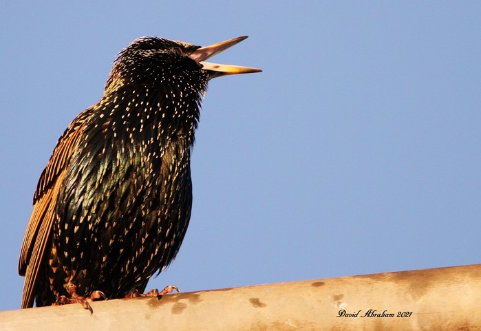 Starling 