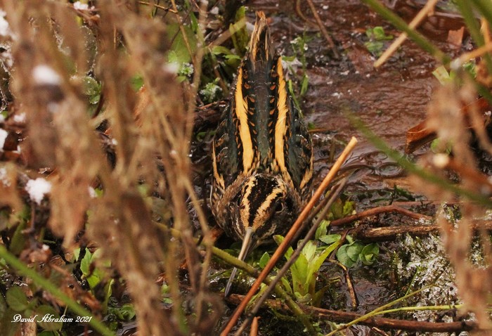 Jack Snipe 