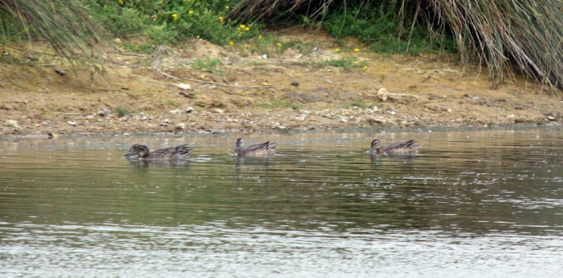 Garganey