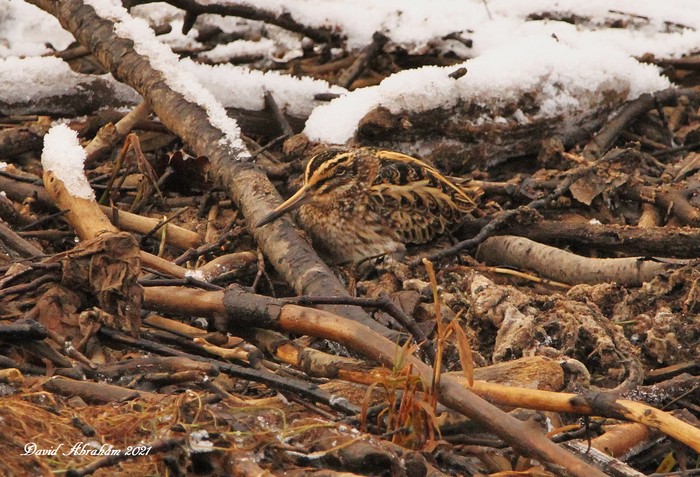 Jack Snipe
