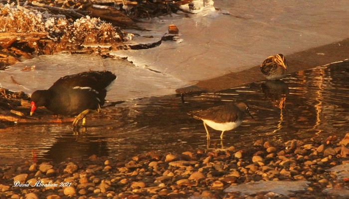 Green Sandpiper