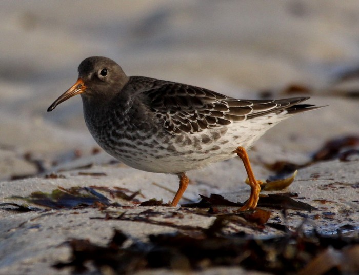 Purple Sandpiper