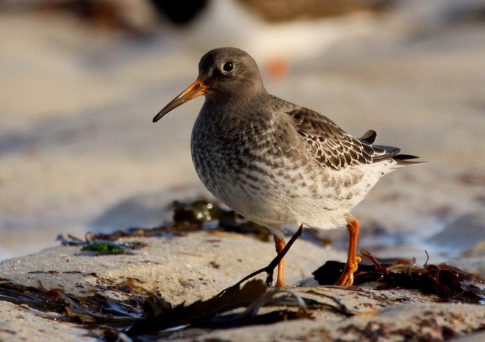 Purple Sandpiper