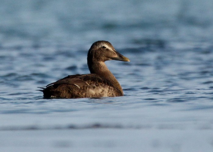 Eider