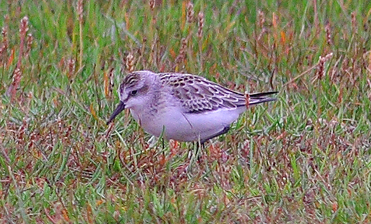 Semipalmated Sandpiper