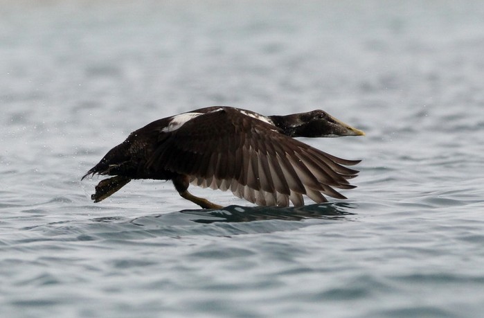 Eider