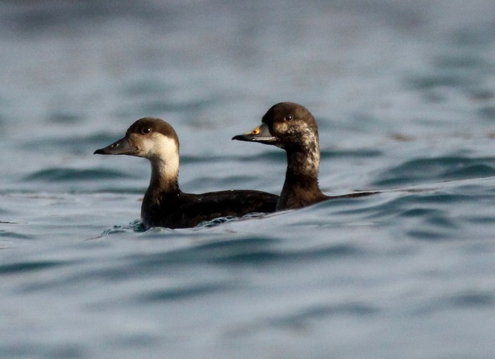 Common Scoter