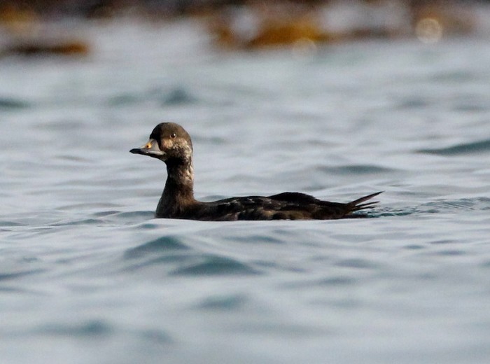 Common Scoter