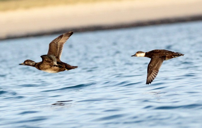 Common Scoter