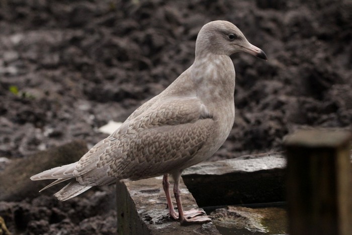 Glaucous Gull
