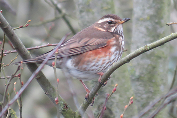 Redwing