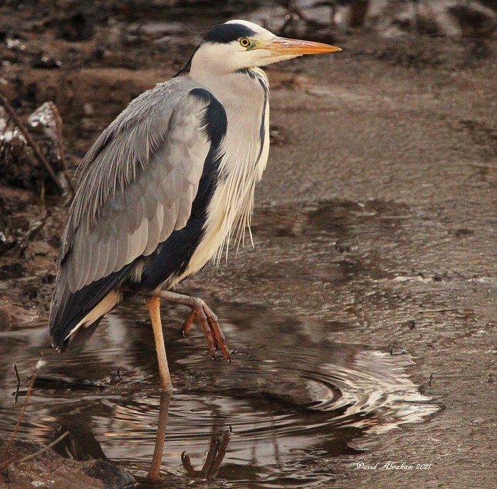 Grey Heron 