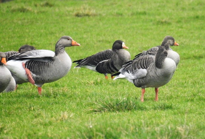 Greenland White-fronted Goose