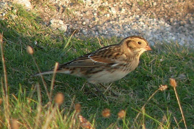 Lapland Bunting