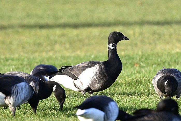 Grey-bellied Brant