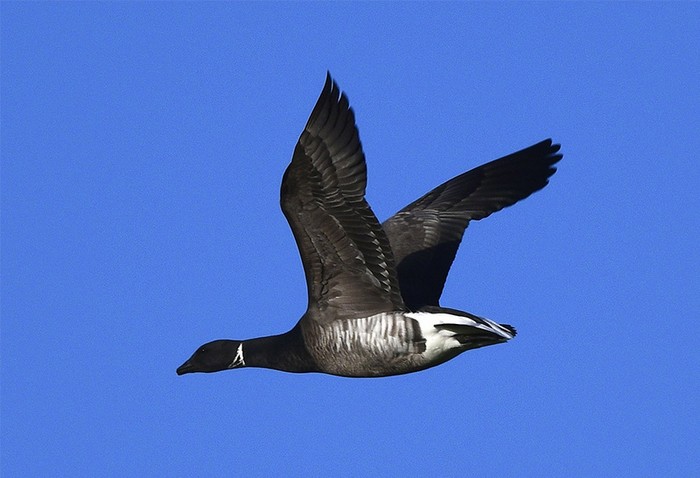 Grey-bellied Brant