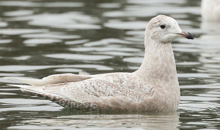 Iceland Gull 