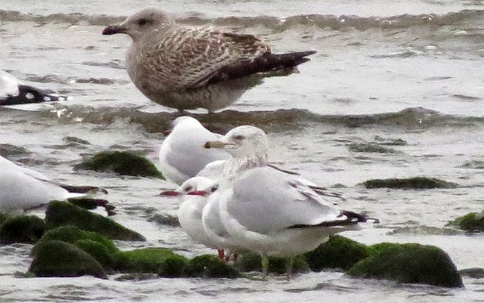 Ring-billed Gull