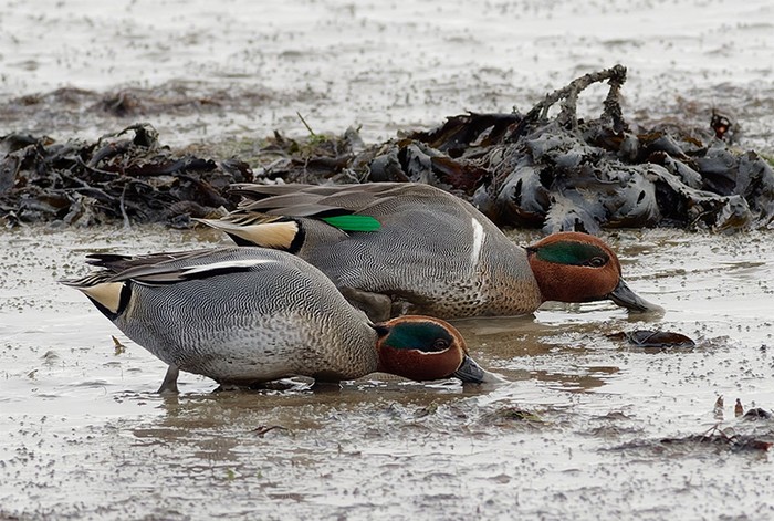 Green-winged Teal