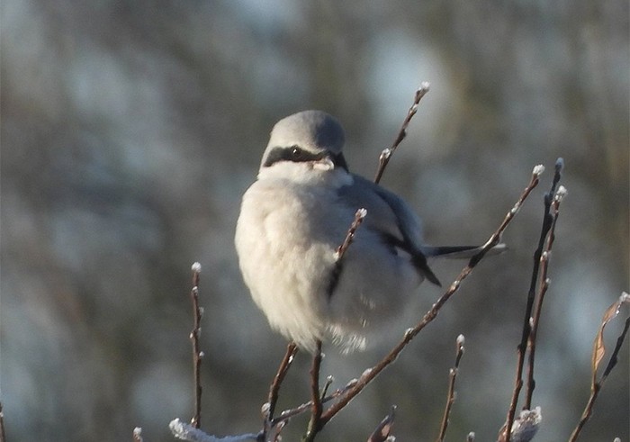 Great Grey Shrike