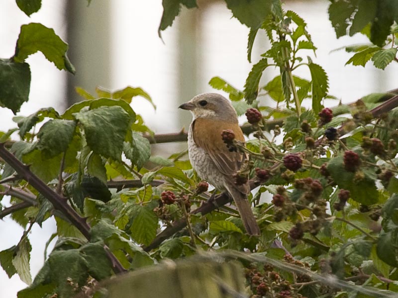 Red-backed Shrike