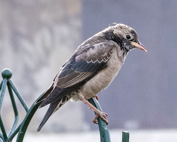 Rose-coloured Starling