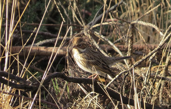 Little Bunting