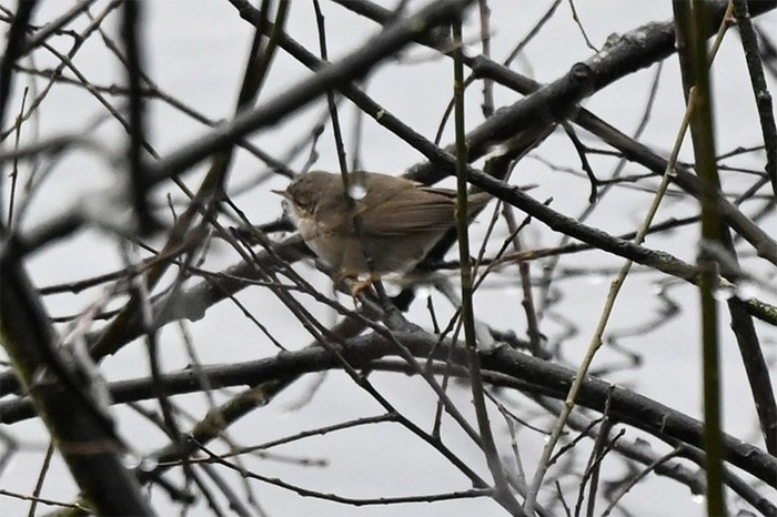 Dusky Warbler