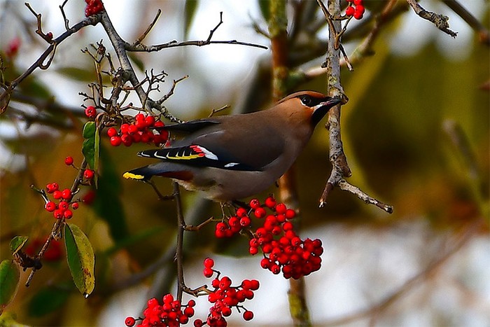 Waxwing