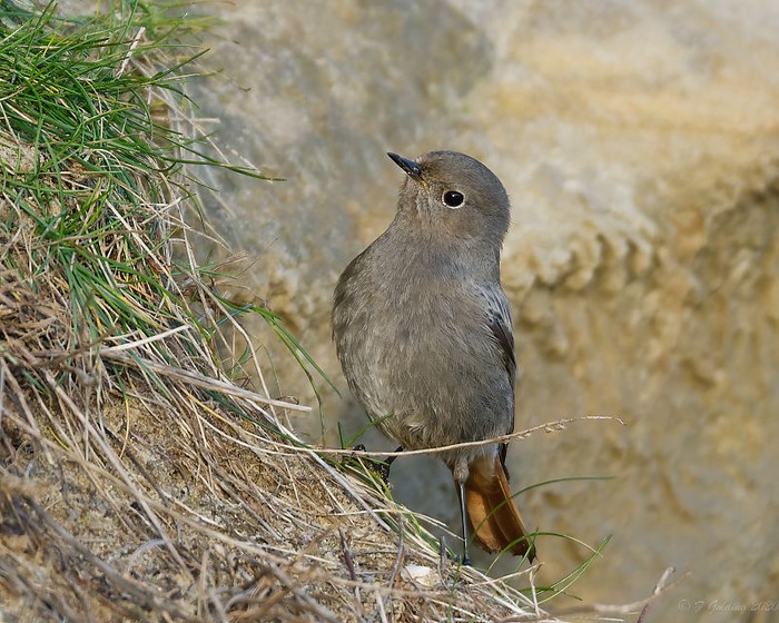 Black Redstart