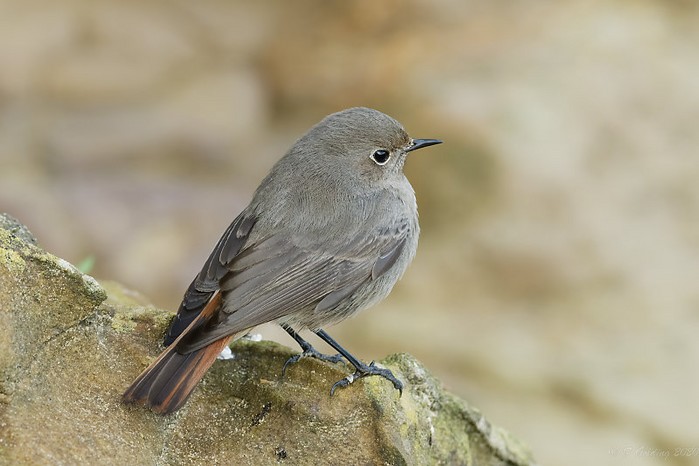 Black Redstart
