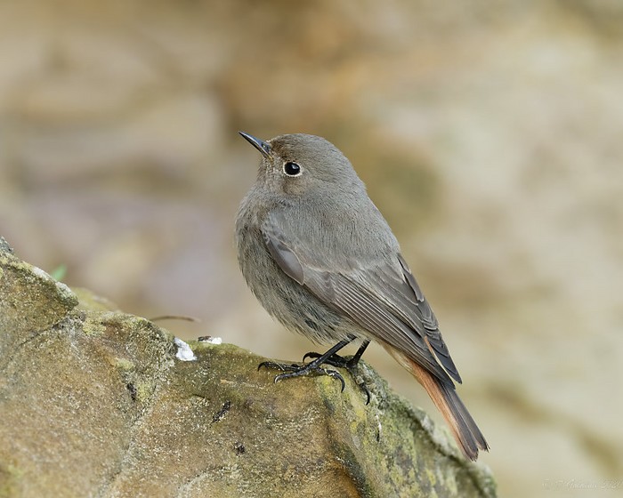Black Redstart