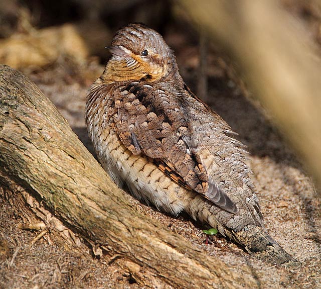 Wryneck