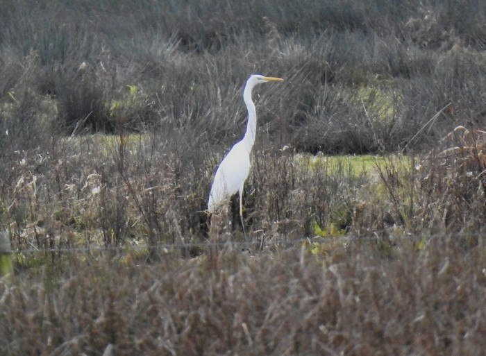 Great White Egret