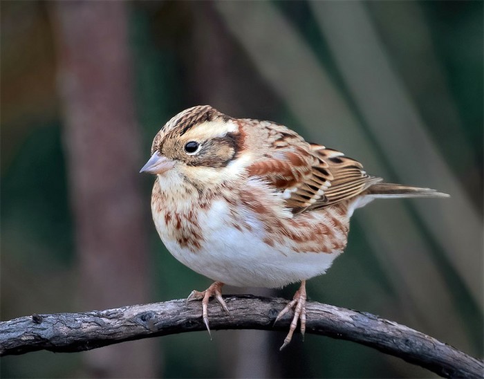 Rustic Bunting