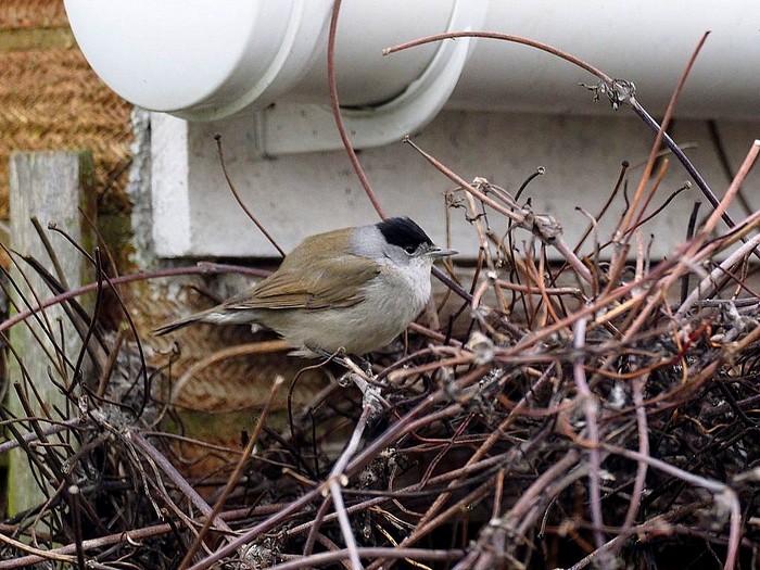 Blackcap