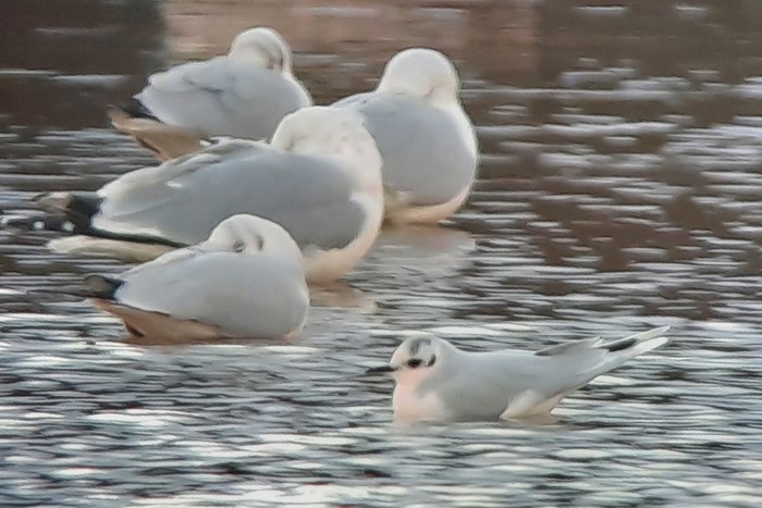 Little Gull